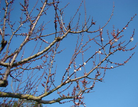 Sviluppo vegetale dell'' albicocco Prunus armeniaca